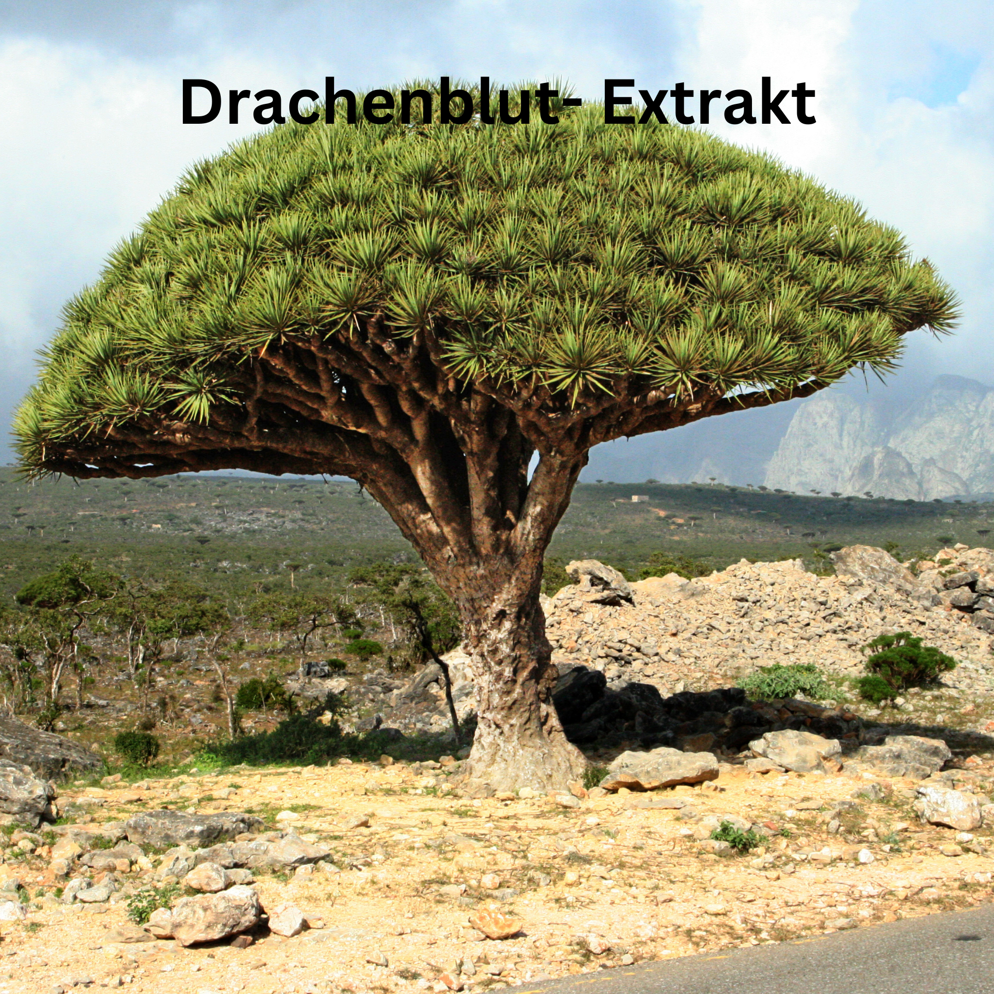Drachenblut-Extrakt aus dem Drachenbaum als pflanzlicher Wirkstoff in Doctor Derma Zellpower Pflege – unterstützt Regeneration, glatte Haut und ein gepflegtes Hautbild.