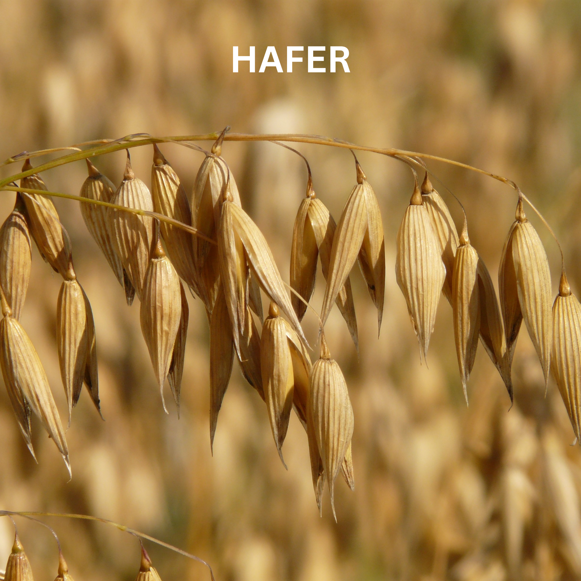 HAFER-Milch Naturseife