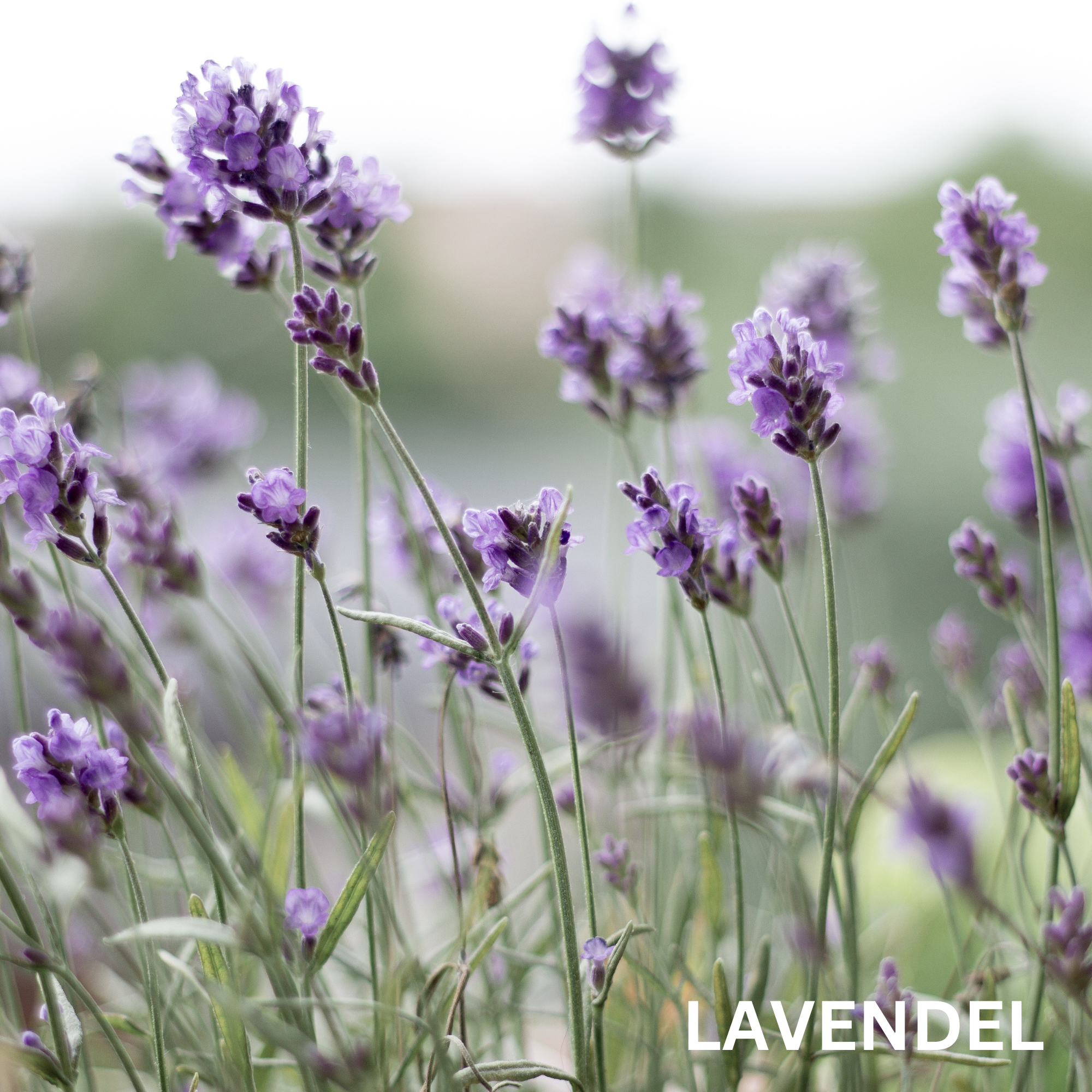 Relax-Set/ Lavendel