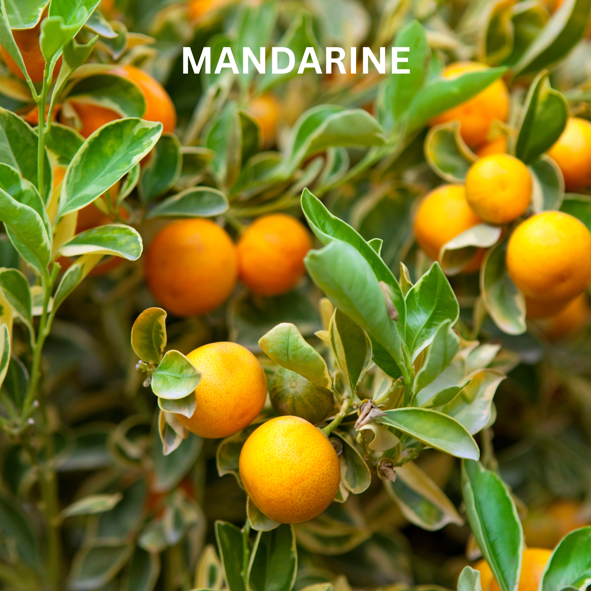 Natural Deo Creme/Balance