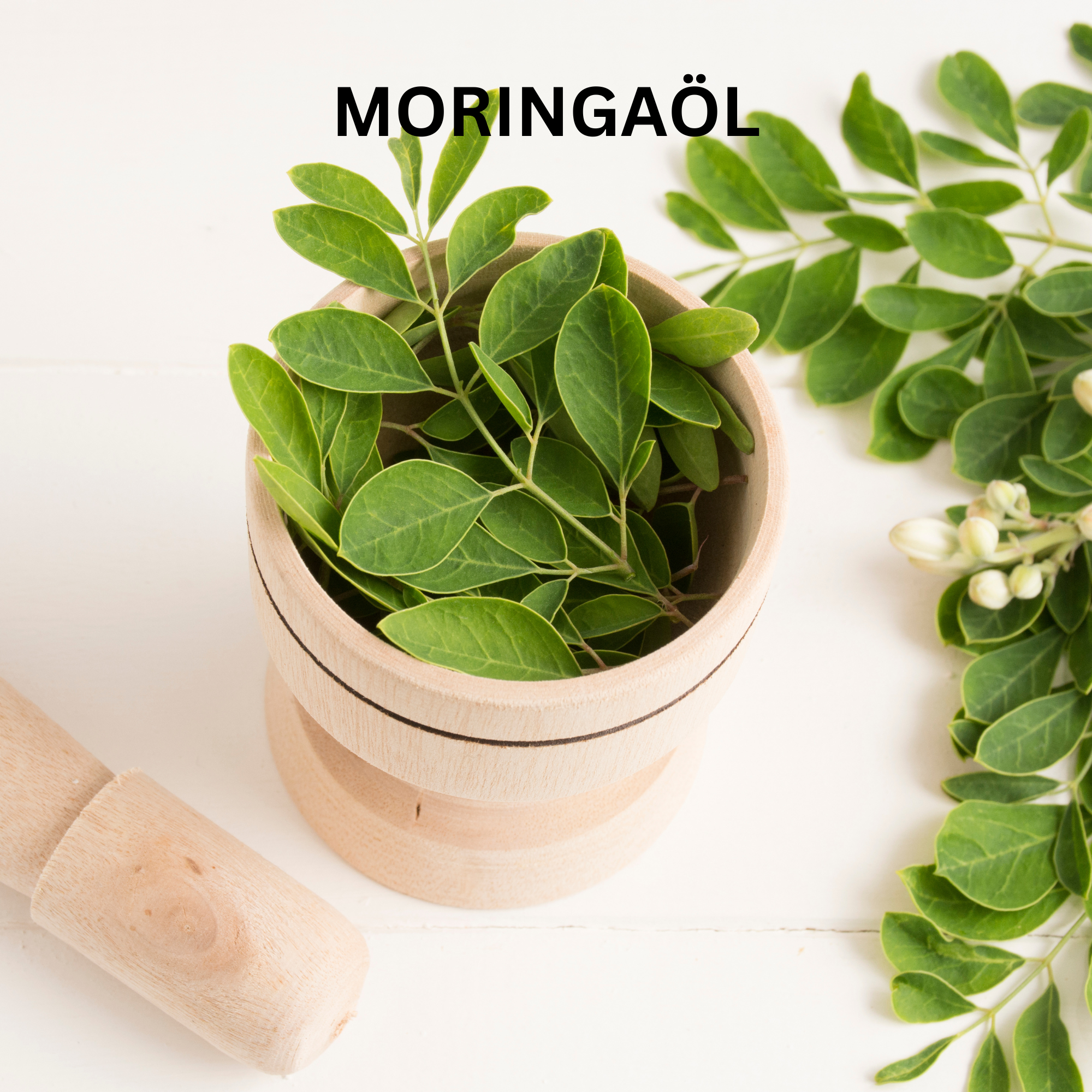 Frische grüne Moringa-Blätter in einem hölzernen Mörser auf weißem Hintergrund als natürlicher Inhaltsstoff für das Doctor Derma Moringaöl in der Hautpflege, mit dem Textschriftzug Moringaöl