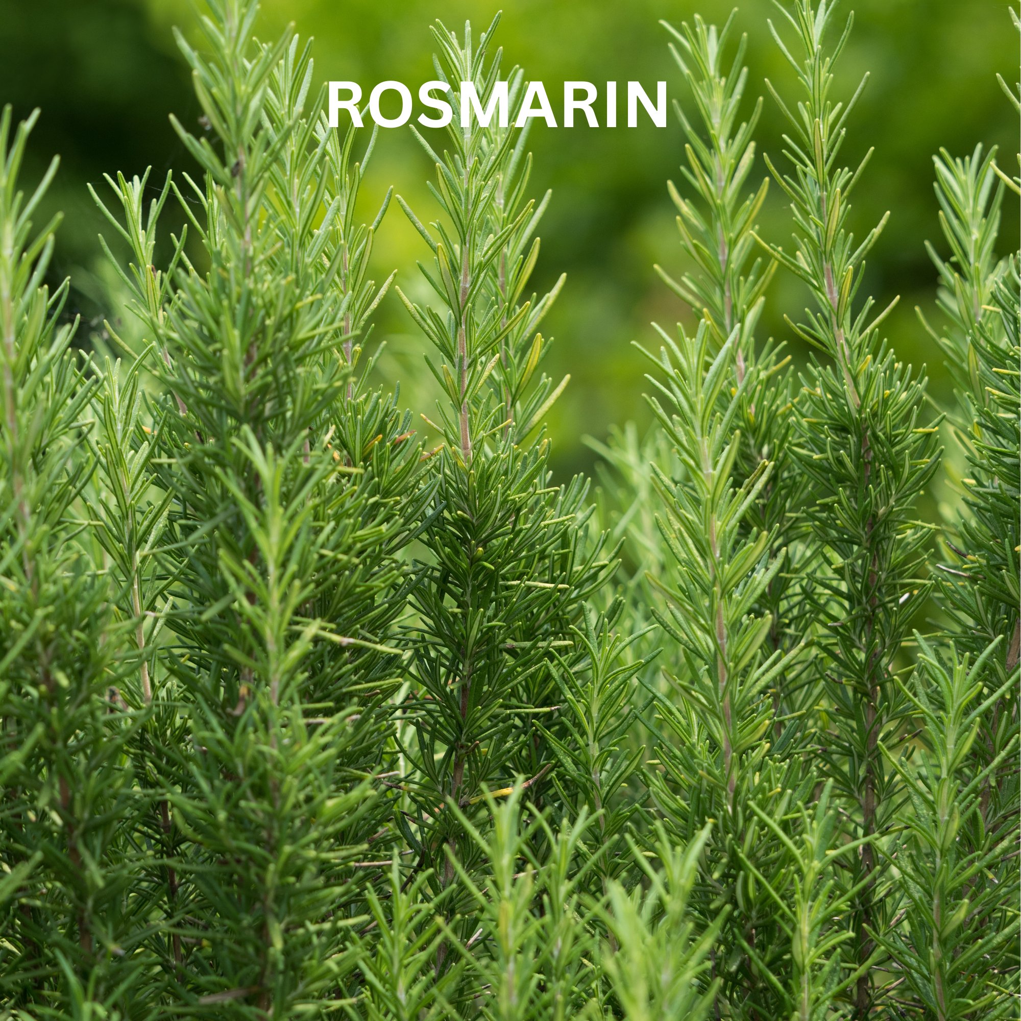 Frischer, grüner Rosmarin als stimulierender Inhaltsstoff für das feste DOCTOR DERMA Vital Hair Boost Shampoo. Aktiviert die Haarwurzeln und stärkt die Haarstruktur gegen Haarbruch und Haarverlust.