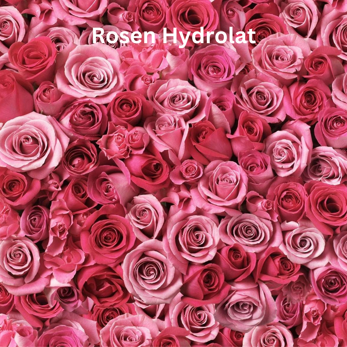 Rosenhydrolat als beruhigender pflanzlicher Wirkstoff in Doctor Derma Zellpower Tonik – spendet Feuchtigkeit, erfrischt empfindliche Haut und sorgt für ein gepflegtes Hautbild.