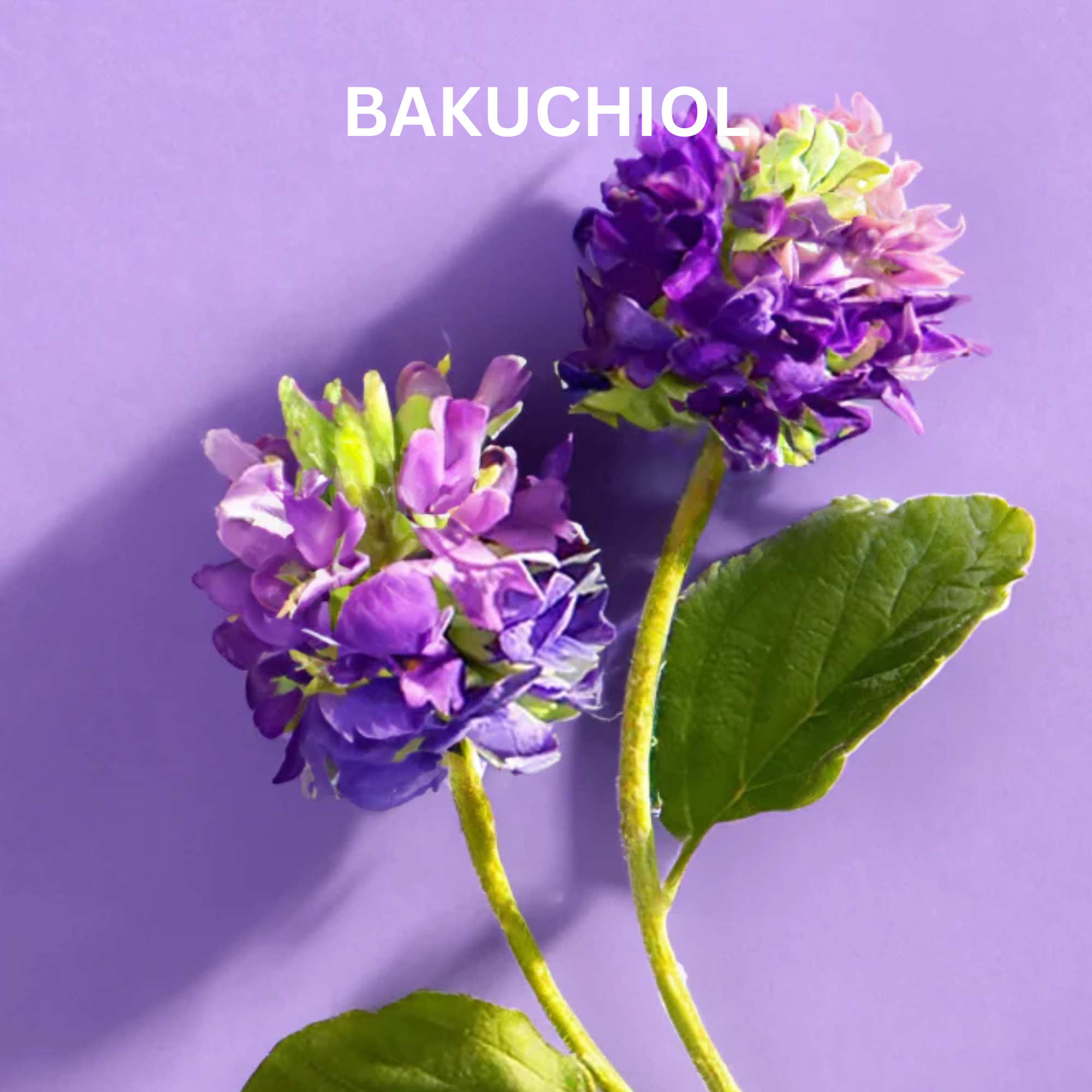 Bakuchiol Blüten als natürlicher Anti-Aging Wirkstoff in Doctor Derma Zellpower Pflege – pflanzliche Retinol-Alternative für glatte, strahlende Haut.