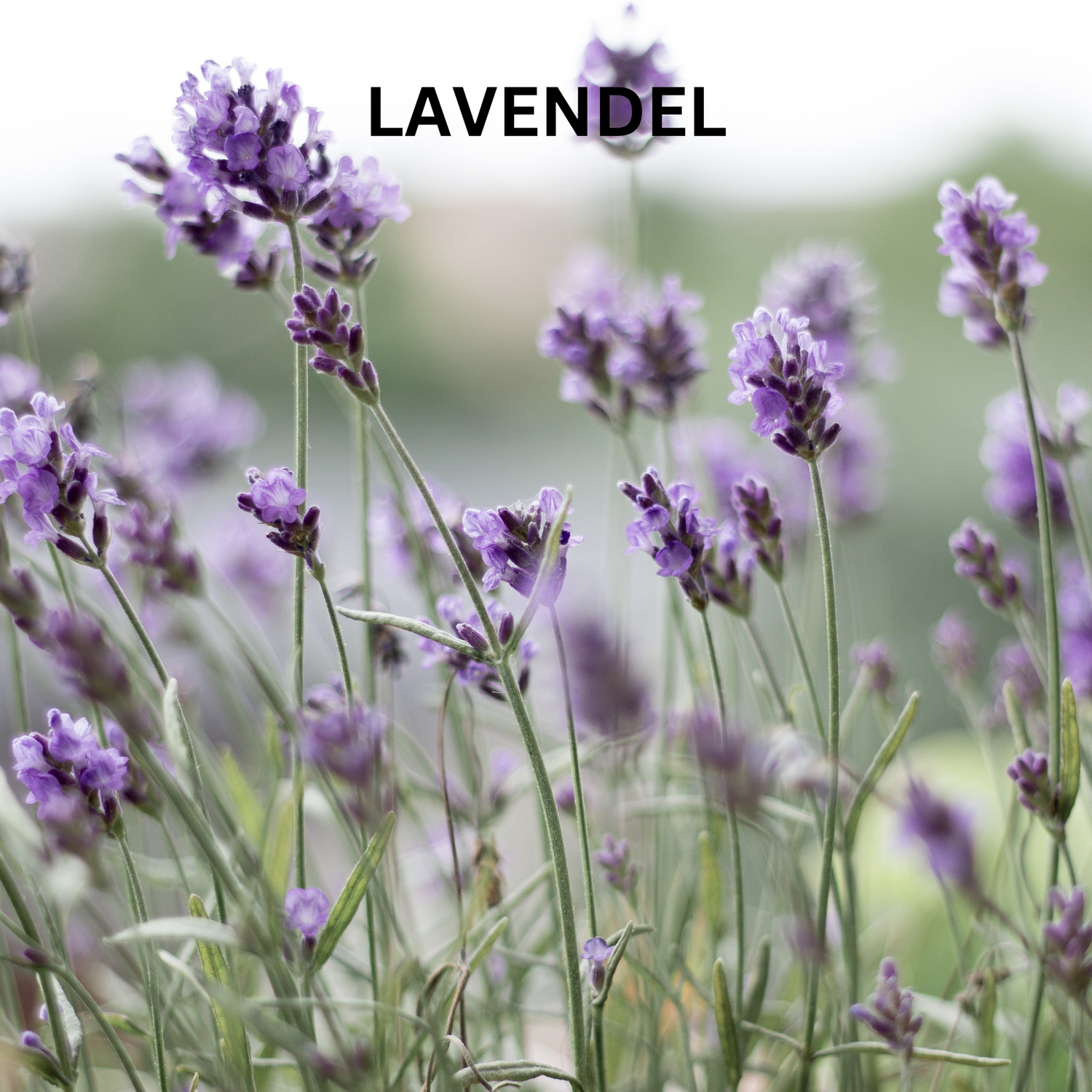 LAVENDEL-BLISS Naturseife