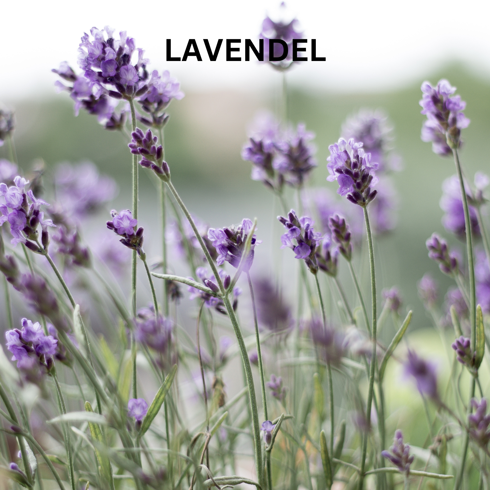 Echter, blühender Lavendel als natürlicher, beruhigender Inhaltsstoff für die DOCTOR DERMA Naturkosmetik – wie die Natural Deo Creme Relax und den Natural Lip Balm. Vegane Pflege mit ätherischen Ölen.