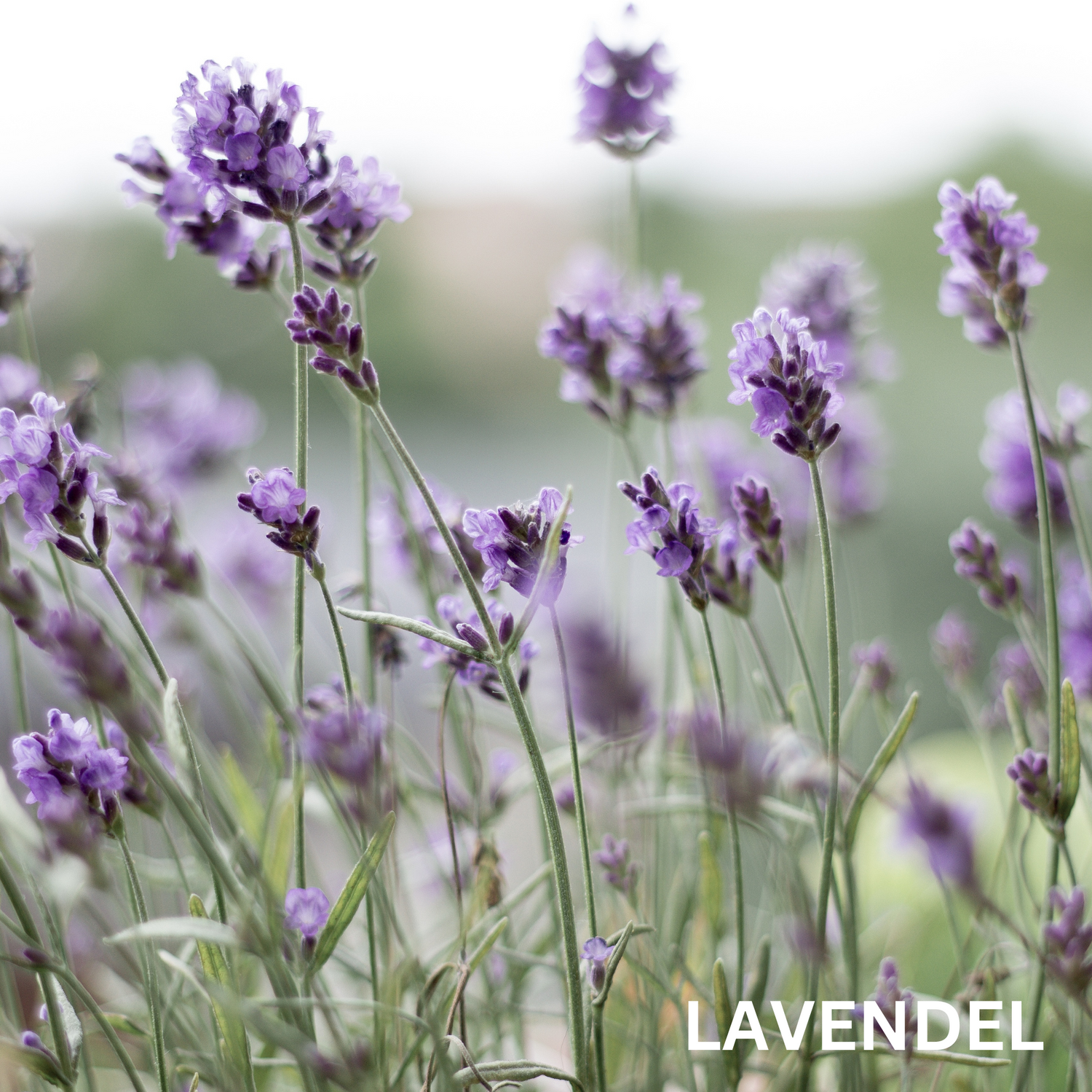 Relax-Set/LAVENDEL