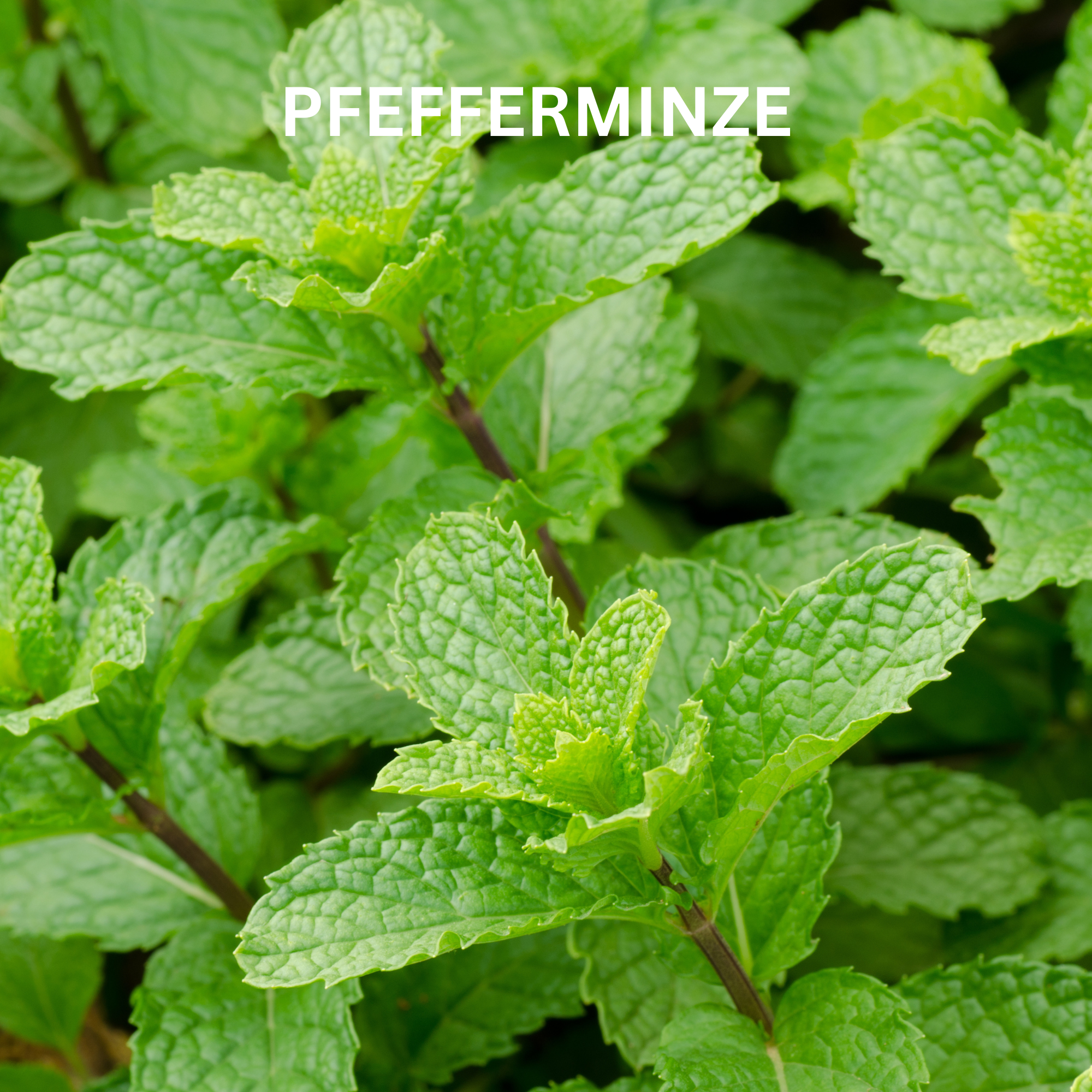 Frische, grüne Pfefferminze als natürlicher, belebender Inhaltsstoff für die DOCTOR DERMA Naturkosmetik – wie die Natural Deo Creme Fresh. Vegane Pflege mit ätherischem Minzöl für langanhaltende Frische.