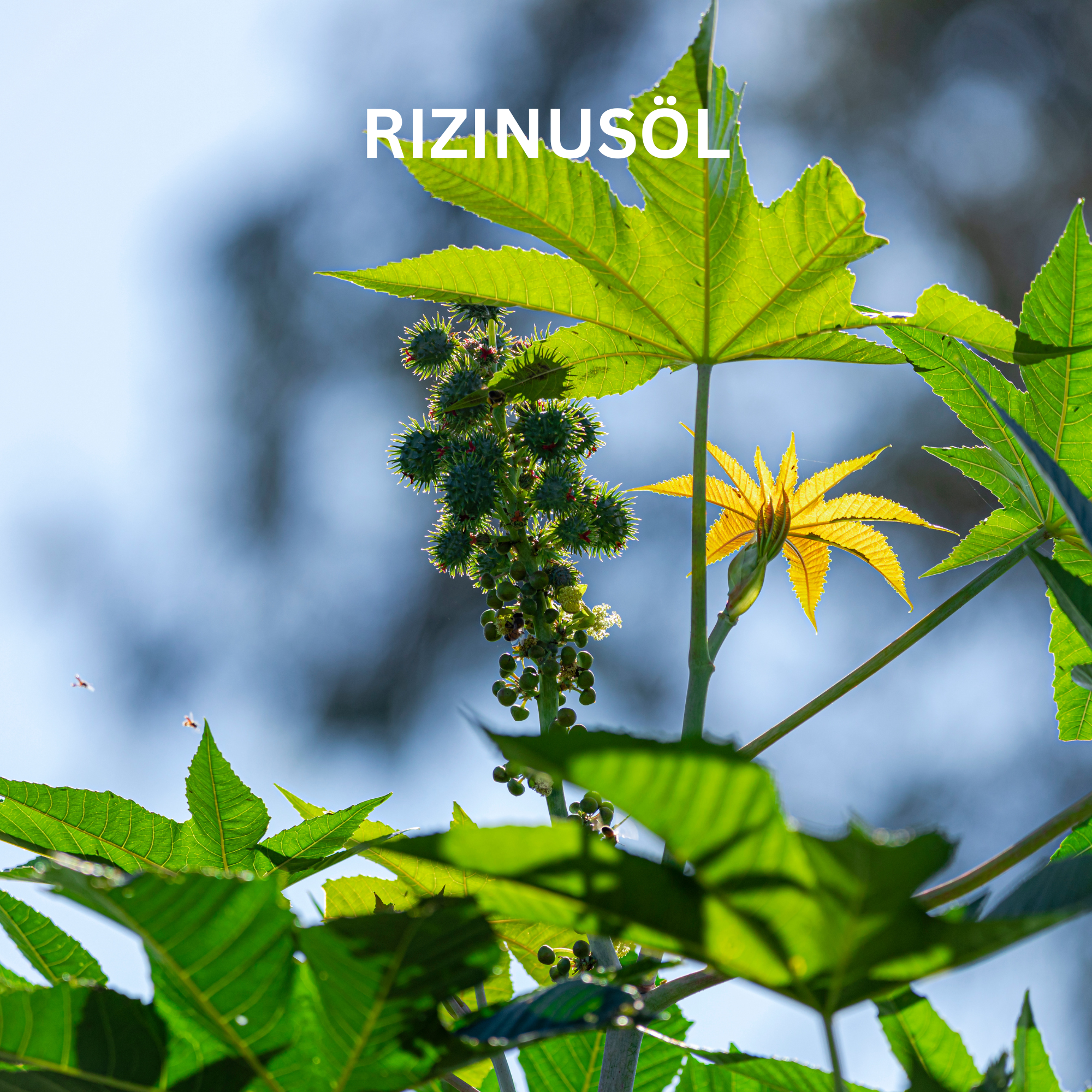 Rizinusöl als natürlicher Wirkstoff im Doctor Derma Natural Lip Balm – pflegt trockene, spröde Lippen intensiv, spendet Feuchtigkeit und unterstützt geschmeidig weiche Lippen.