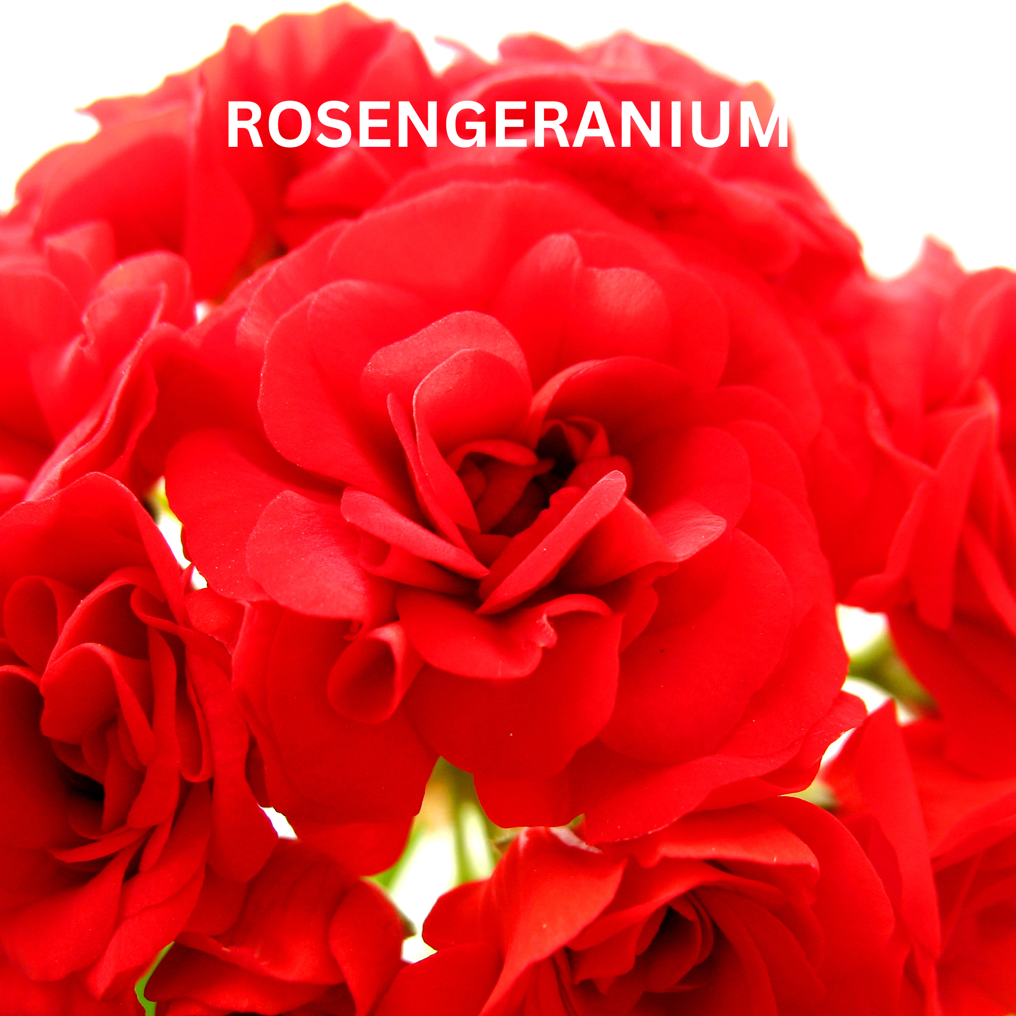 ROSEN-BLÜTEN  Naturseife